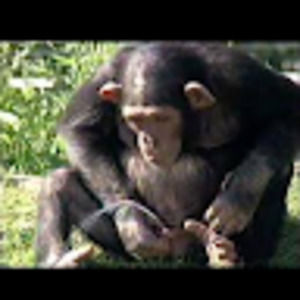 Meet your Posher, Charlie